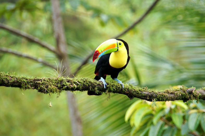 Toucan - Costa Rica